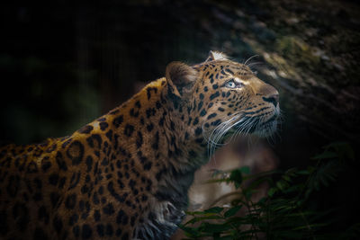 Close-up of a cat looking away