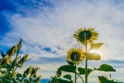 Low angle view of flowering plant against sky