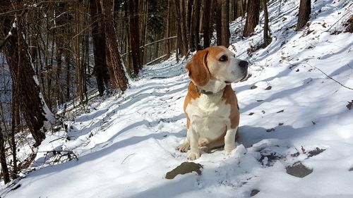 Dog sitting on snow