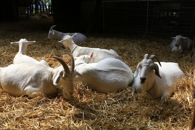 Sheep in grass