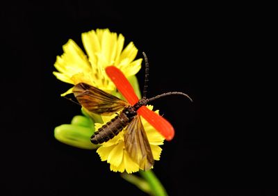 Close-up of butterfly pollinating on yellow flower