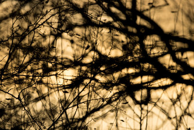 Silhouette of bare trees against sky