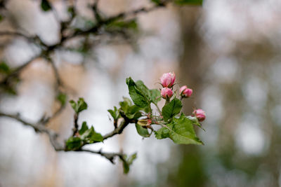 Close-up of pink flowering plant