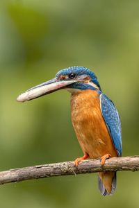 Close-up of kingfisher carrying fish in mouth while perching on branch