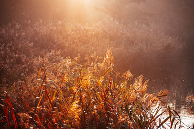 Plants growing on field against sky during sunset