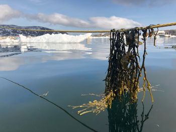 Close-up of kelp on lake during winter