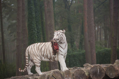 Full length of a cat