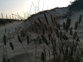 Plants on beach against sky