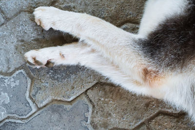 High angle view of a cat