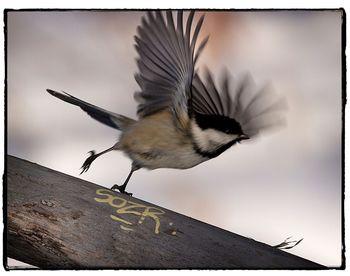 Close-up of bird flying against sky