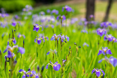 Close-up of purple flowering plants on field