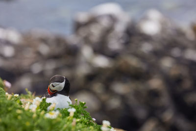 Puffin standing on a rock cliff . fratercula arctica