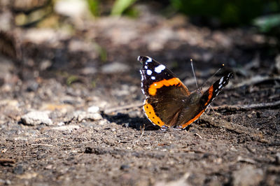 Close-up of butterfly on a field