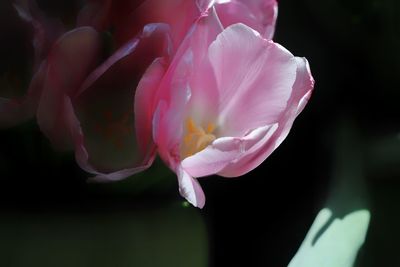 Close-up of pink flower