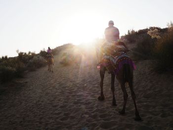 Rear view of couple riding camels