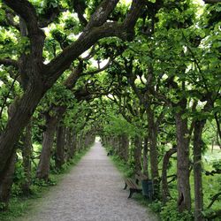 Footpath amidst trees in forest