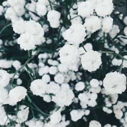 Close-up of white flowers