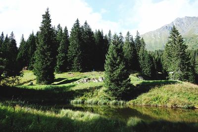 Scenic view of lake in forest against sky