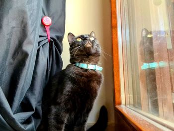 Cat looking through window at home