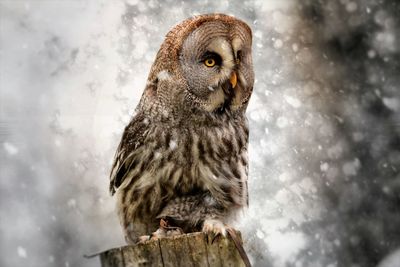 Close-up portrait of a grey owl