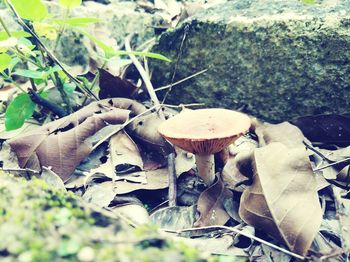 Close-up of mushroom growing in forest