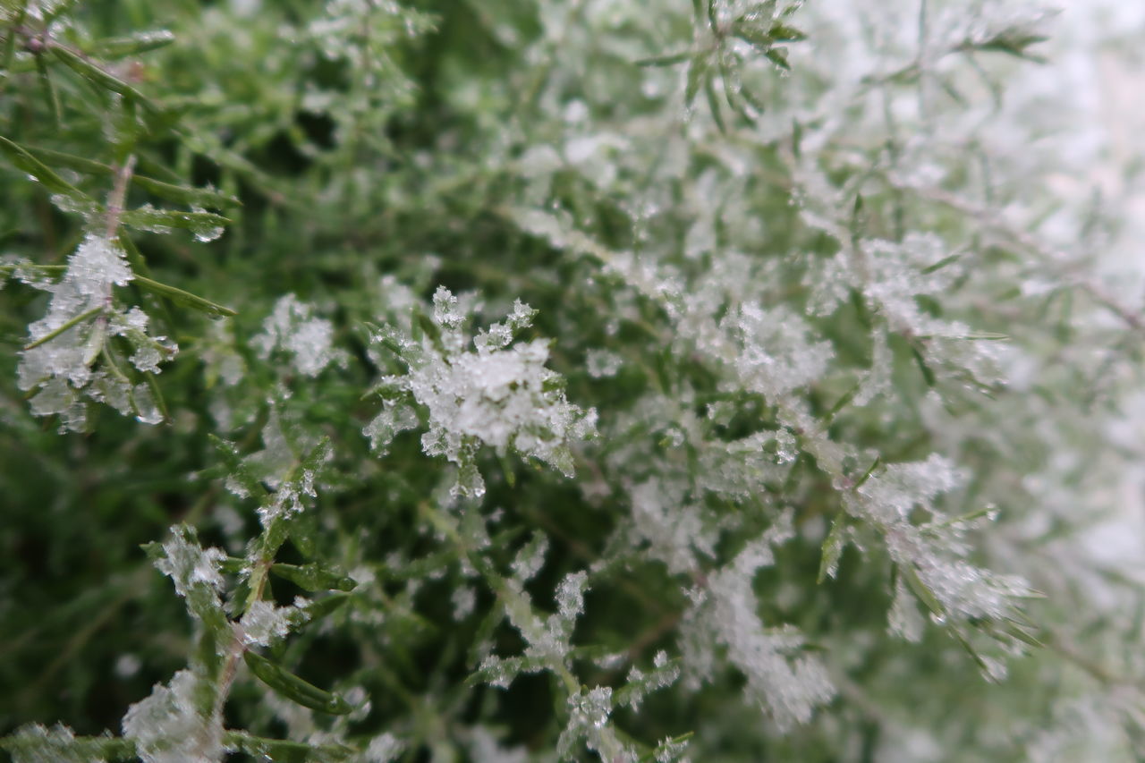 CLOSE-UP OF FROZEN PLANTS