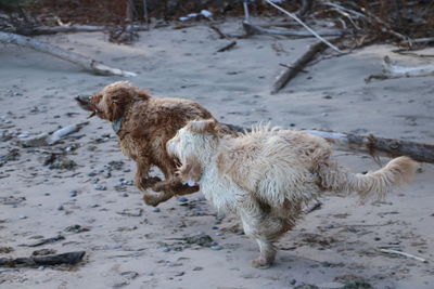 High angle view of golden retriever on wet shore