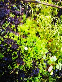 High angle view of plants