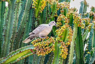 View of bird perching on plant