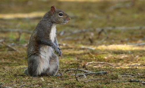 Close-up of squirrel on field