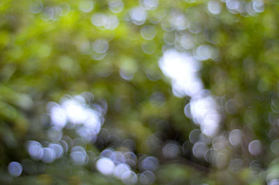 Defocused image of plants