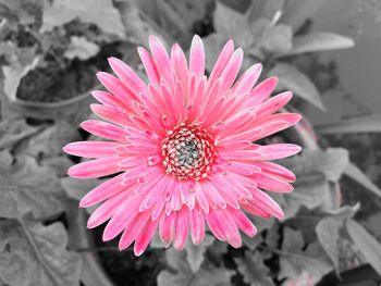 Close-up of pink flower