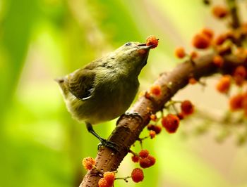 Close-up of bird perching on branch