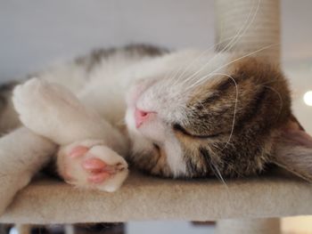 Close-up of cat sleeping