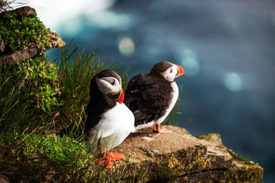 Two birds perching on rock