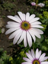 Close-up of white daisy blooming outdoors