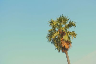 Low angle view of coconut palm tree against blue sky