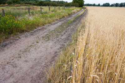 View of corn field