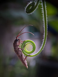 Close-up of grasshopper