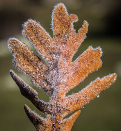 Close-up of frozen plant during winter