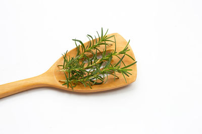 Close-up of plant against white background