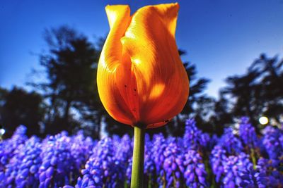 Close-up of fresh flowers blooming in park