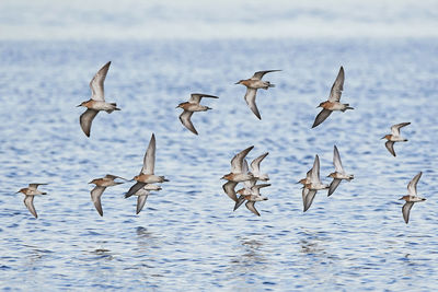 Flock of seagulls flying over sea