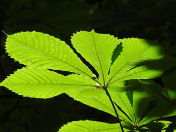 Close-up of green leaves