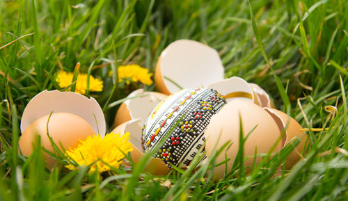 Close-up of eggs on grassy field