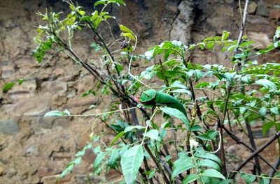 Close-up of creeper plant