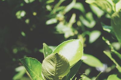 Close-up of fresh green plant