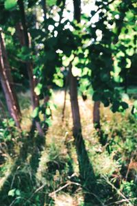 Trees growing in forest