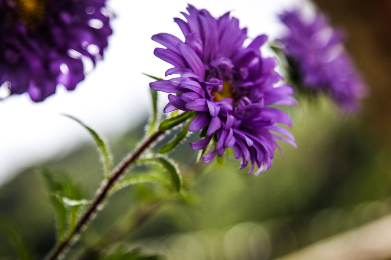 CLOSE-UP OF PURPLE FLOWERS