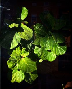 Close-up of ivy growing on plant